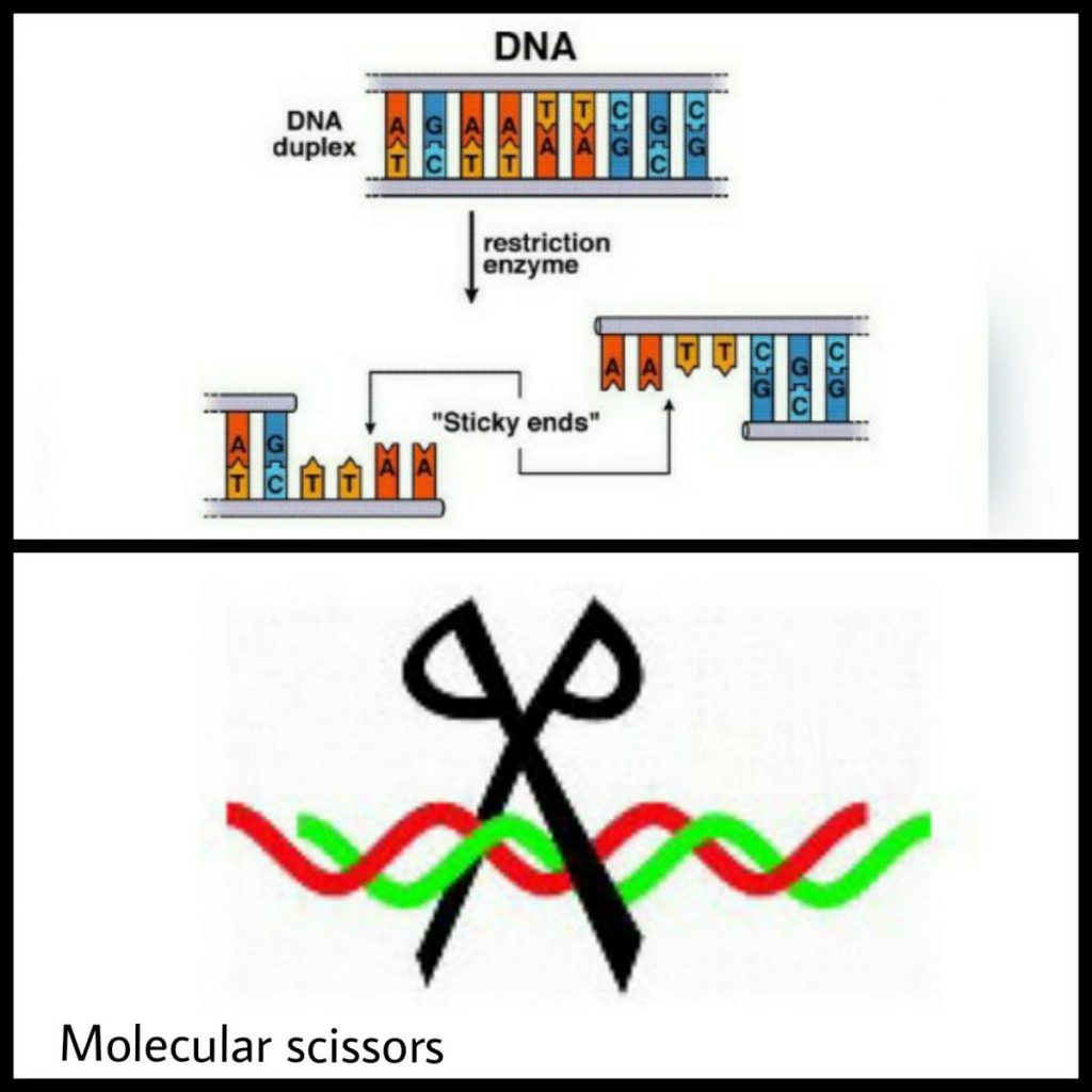 10-tools-used-in-genetic-engineering