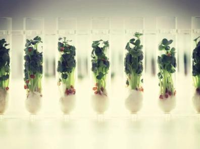 advantages of biotechnology in food