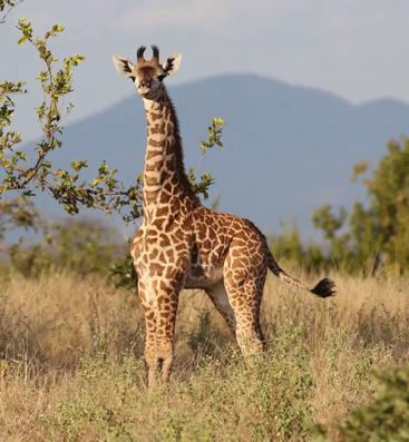 Researchers have found the gene responsible for giraffe's long neck