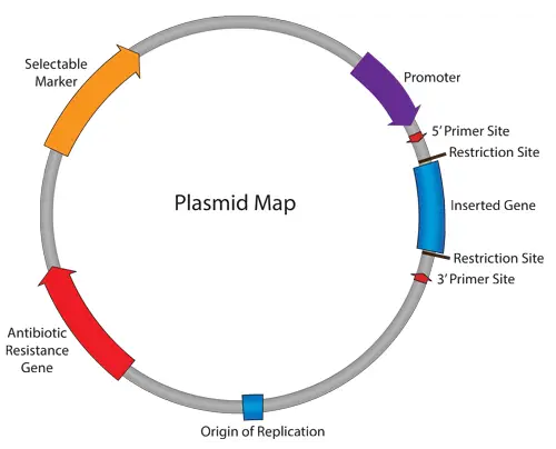 plasmid_map
