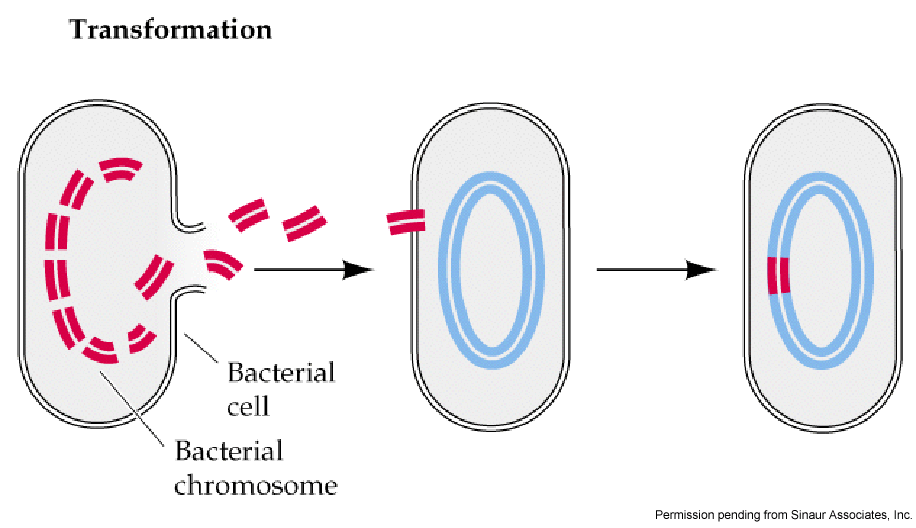 fig2