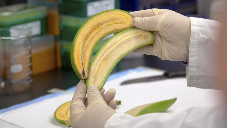 Researchers have created Golden Banana that could save lives in Africa