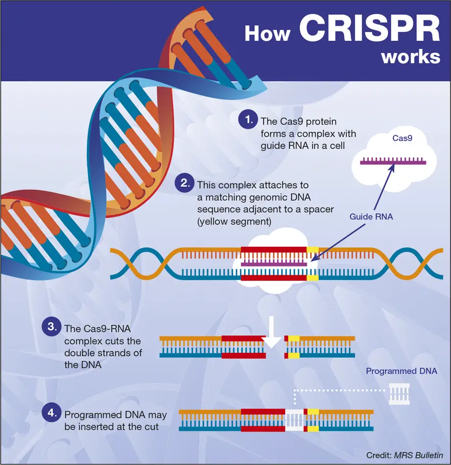 CRISPR - Things You Should Know About CRISPR Gene-Editing Tool